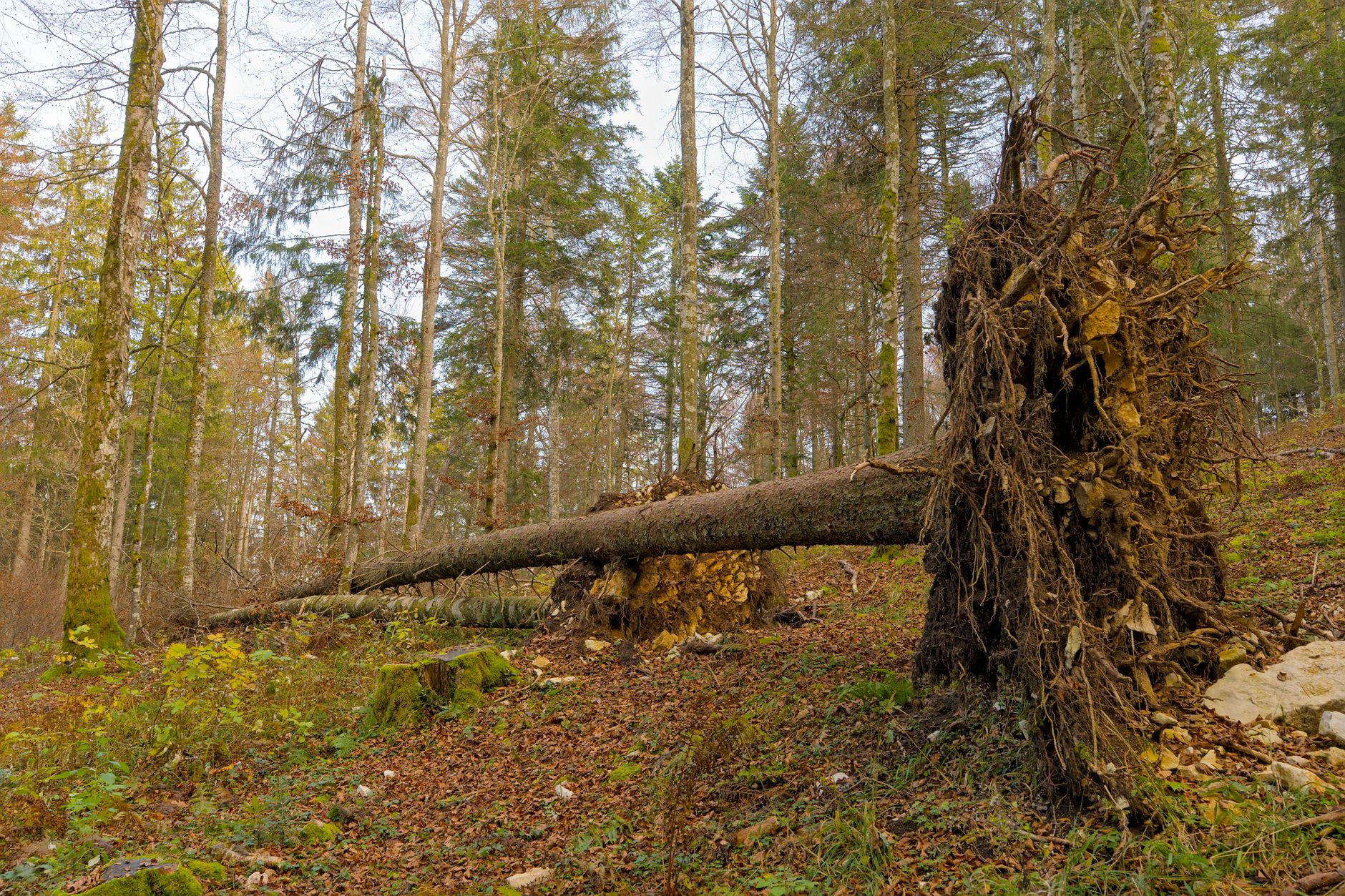 Enlèvement arbre urgence Melun